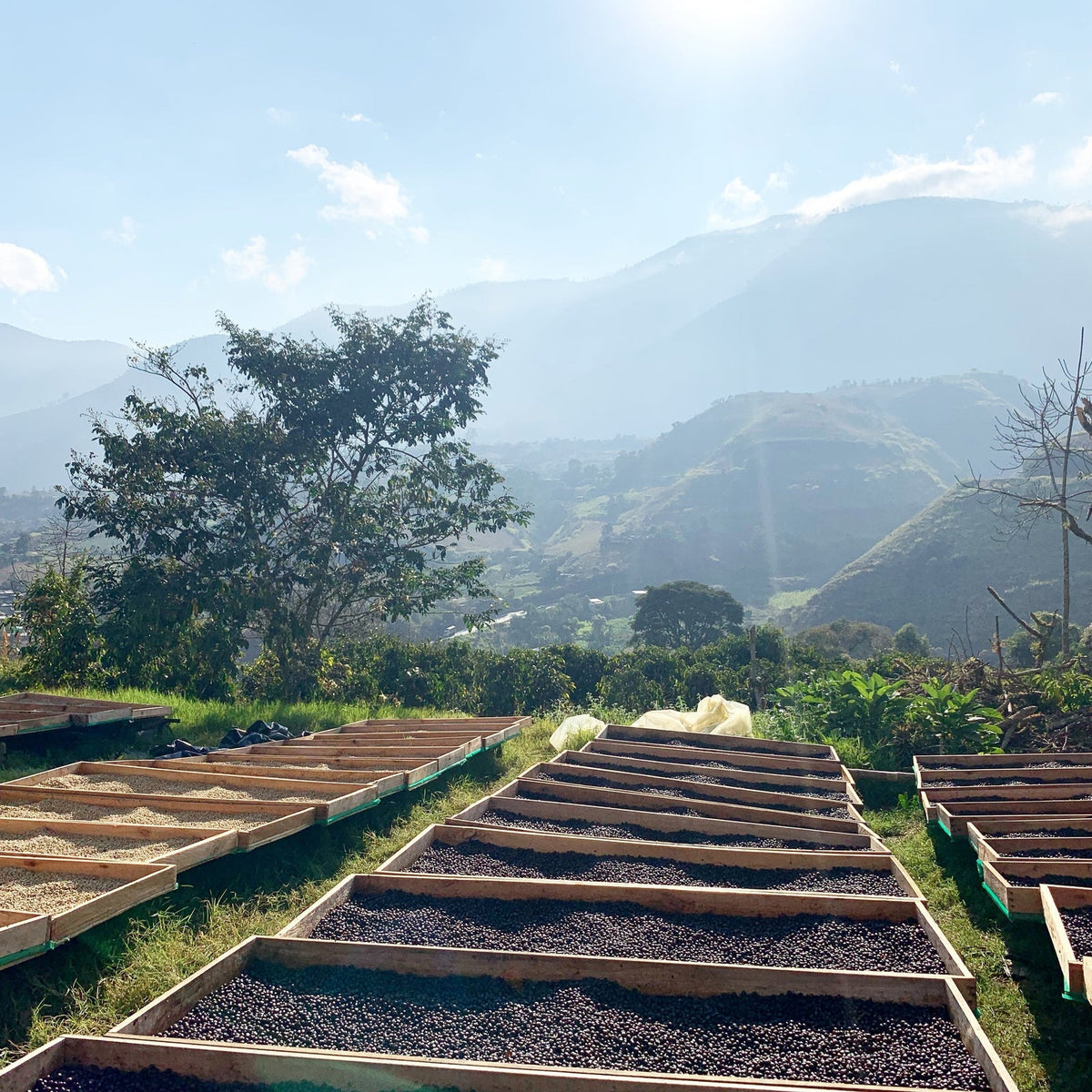 Cafea la uscare pe paturi ridicate în regiunea montană din Ecuador