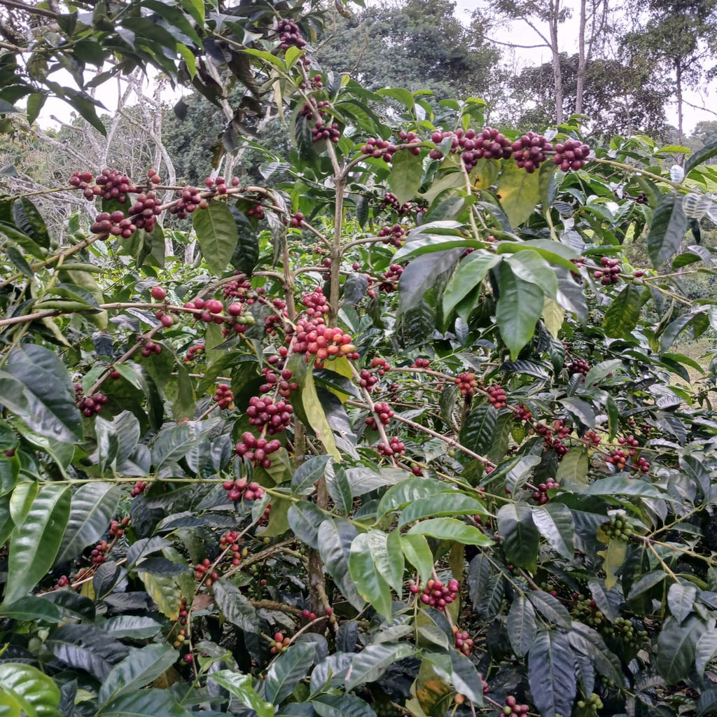 Cireșe de cafea pe plante la Finca Maputo, Ecuador
